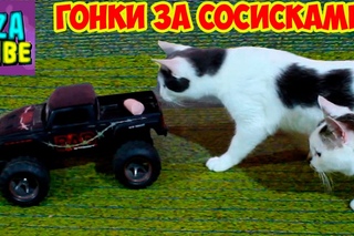 Новый СОСИСКА ЧЕЛЛЕНДЖ Гонки за сосисками КОТЫ гонятся за МАШИНОЙ Лиза и Три КОТ...