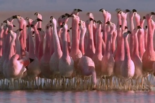 (Hilarious) Andean flamingo mating dance | NATURE | Andes: The Dragon's Back