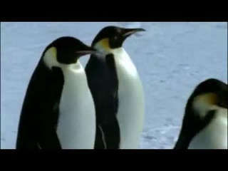 Лики природы - Пингвины