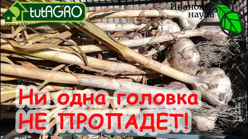 ВЕСЬ ЧЕСНОК СОХРАНИТСЯ ДО ВЕСНЫ, ЕСЛИ ЕГО ТАК ВЫСУШИТЬ.