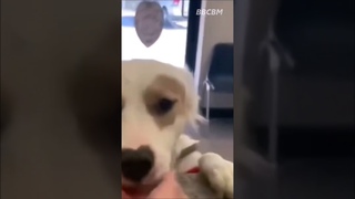 Меня забрали! I was taken away! #cute #dogs #shorts #милоевидео #милота #добро #goodness