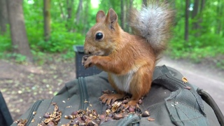 Об очень голодной белке / About a very hungry squirrel