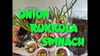 Plastic Bottles Just to gr Greens I Onion  Rukkola. Spinach I GV I FMF I  Vlogs 2021  (тема)