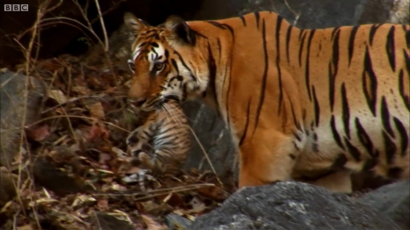 Wild tiger cub for the first time on film David Attenborough Tiger Spy in the Jungle