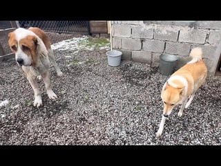 Алабай Бархан выбирает невесту/Персик усердно занимается