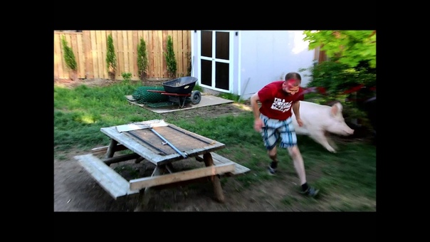 Esther the Wonder Pig Wrestles with