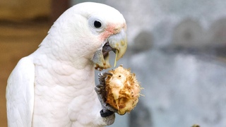 Snippet: Wild cockatoos make their own cutlery sets