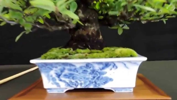 Capel Manor Bonsai Show