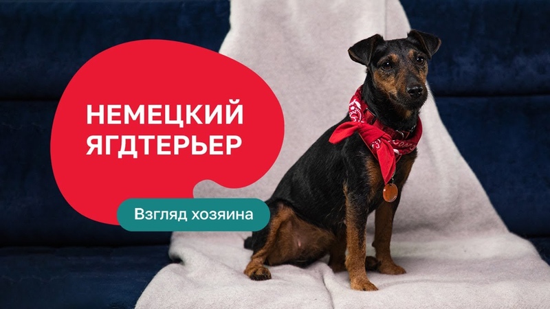 Немецкий ягдтерьер все о породе, плюсы и минусы шоу