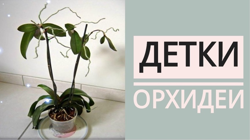 ОТДЕЛЕНИЕ ДЕТОК ОРХИДЕИ фаленопсис + ПОСАДКА ДЕТОК в