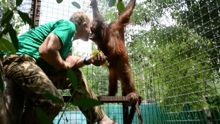 Олег Зубков играет с орангутаном Даной. Oleg Zubkov plays with orangutan