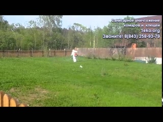 Уничтожение и борьба с клещами на участке