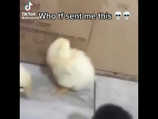 fudeuopintinho