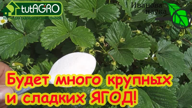 ХОТИТЕ МНОГО КРУПНОЙ И СЛАДКОЙ КЛУБНИКИ Подкормите ЭТИМ