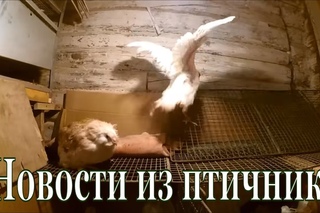 Новости хозяйства // Посылка с поилками // Птичий зоопарк // Жизнь в деревне