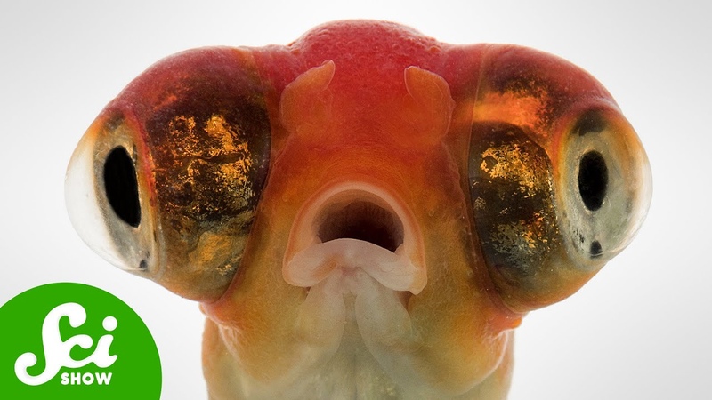 How Goldfish Went From Pretty To Invincible And Back