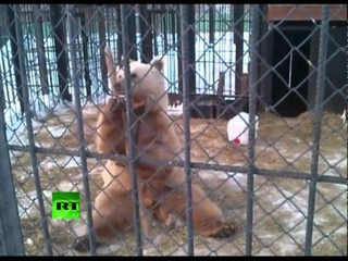 Kung Fu Panda, Russian style