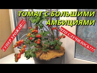ТОМАТ "Маленькая Звезда"-С БОЛЬШИМИ АМБИЦИЯМИ!!! Выращивание томатов зимой дома.