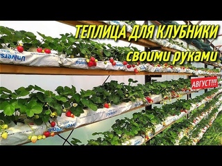 ТЕПЛИЦА ДЛЯ КЛУБНИКИ/Плодоношение клубники/Август.