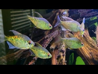 can’t have enough of my diamond Tetras