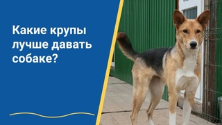 Какие крупы (каши) лучше собакам