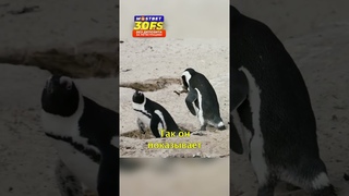 🐧Парочка Влюбленных Пингвинов