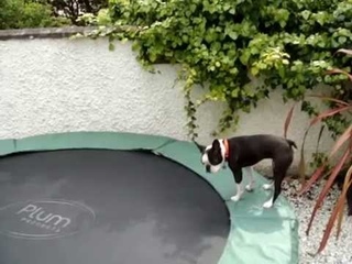 Boston Terrier bouncing on trampoline