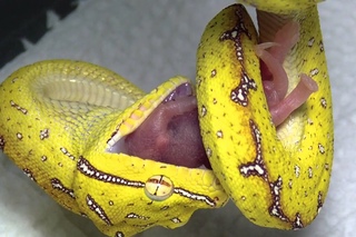 Кормление малыша Green Tree Python .