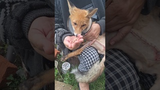 Паштет Рекавери одобрил.  #спасение #animals #лисёнок #животные