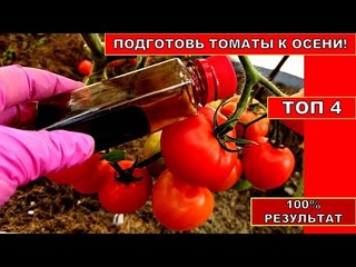 ТОМАТЫ ХОРОШЕЮТ НА ГЛАЗАХ! ОПРЫСКИВАЮ КУСТЫ ТОМАТОВ В АВГУСТЕ,СЕНТЯБРЕ.Помидор плодоносят до морозов