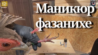 Маникюр фазанихе. Содержание и разведение фазанов.