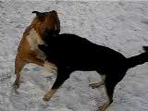 Boxer vs German