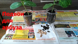 Подвои для прививки арбуза