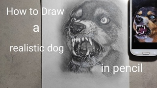How to Draw a realistic dog in pencil /timelapse #drawingtutorial #realisticdrawing