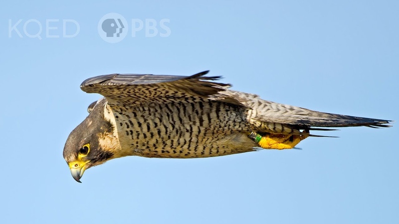 Heres Why Peregrine Falcons Are the Top Guns of the Sky , Deep