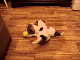 Jack Russell Terrier puppies