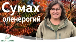 Сумах оленерогий или уксусное дерево