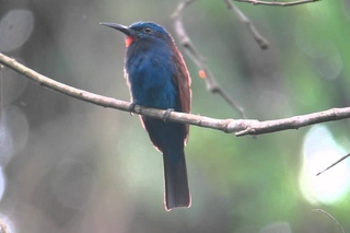 Blue-headed bee-eater / Синеголовая щурка / Merops muelleri