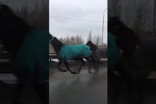 Гаишники ловят табун лошадей на дороге
