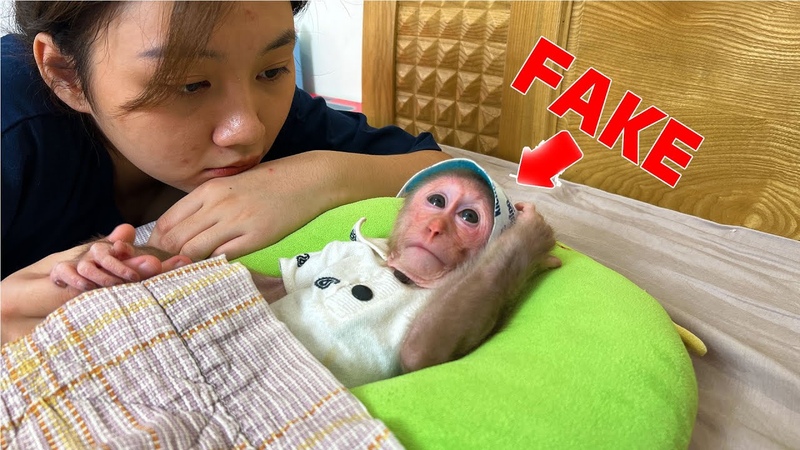 Monkey Bibi pretends to be sick to be loved my