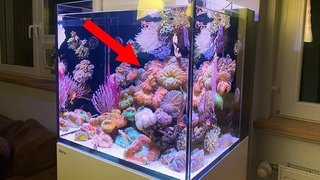 Nano aquarium High Luxury LPS corals - GERMAN REEF TANKS 4k