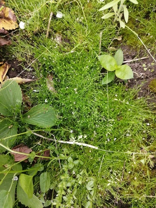 травяная 5. живая трава фото. узбекский зеленый чай саиджон 95. живая трава по народному. травяная 5.