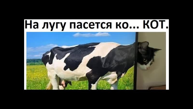 Лютые приколы. На лугу пасется
