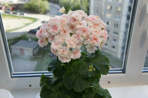 Анна австрийская пеларгония фото
