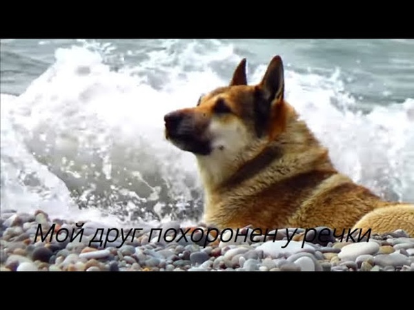 МОЙ ДРУГ ШАРИК ПОХОРОНЕН У РЕЧКИ, , ШАРИК