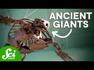 The Largest Sloth in History & Other Insanely Large Animals
