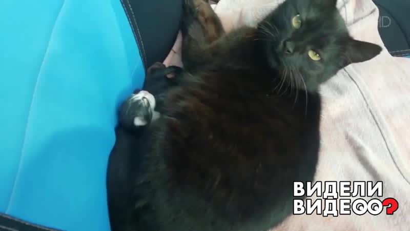 Кошка принесла котят на воспитание. Видели видео Фрагмент