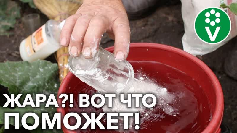 СПАСАЕМ РАСТЕНИЯ В ЖАРКУЮ ПОГОДУ Простые и эффективные