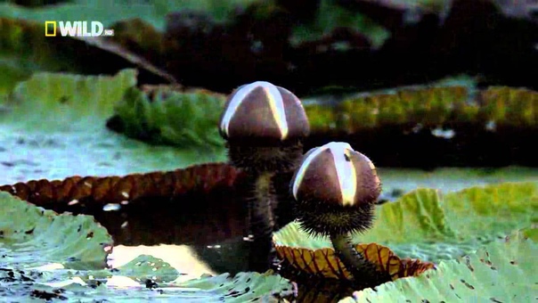 Amazonian Giant Water