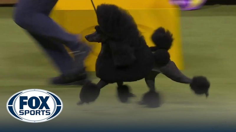 Sage the Miniature Poodle wins Best in Show at the Westminster Kennel